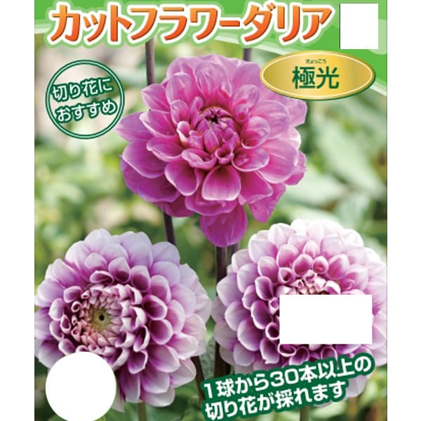 球根/[26年3月中下旬予約]ダリア：極光（きょっこう）1球入り