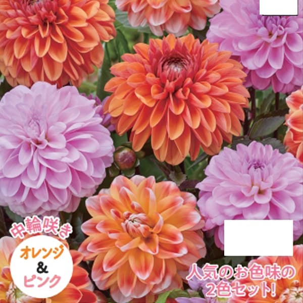 �庬/[26ǯ4����ͽ��]���ꥢ������ӥ͡����������غ餭�˥���󥸡��ԥ� 2������