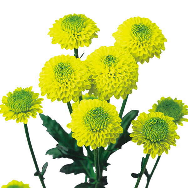 楽天市場】菊（花の苗物｜苗物）：ガーデニング・農業<花・ガーデン