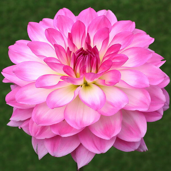 球根/[26年3月中下旬予約]ダリアの球根：（中大輪）ラプソディー1球