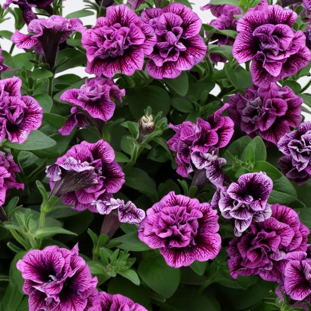 草花の苗/[26年4月上旬予約]ペ...