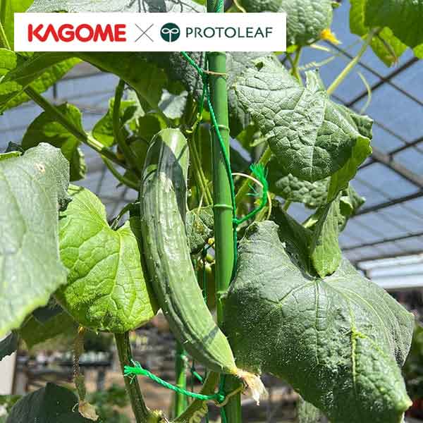 野菜の苗/[26年4月下旬予約]キュウリ：たくまくん 自根苗3号ポット