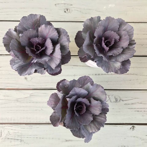 草花の苗/[25年11月中下旬予約]ハボタン：ドルチェパープル2.5号ポットのサムネイル