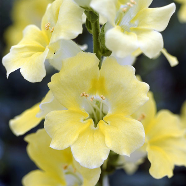 開花が早く年3回切花がとれるお得なキンギョソウ草花の苗/[26年9月中下旬予約]キンギョソウ（金魚草）：カリヨン クリームイエロー3号ポット豪華な花穂で人目をひく、甘い香りが魅力的な金魚草です。大輪の花が上向きにつき、ボリューム満点。花弁がベル状に大きく開くペンステモン咲きの極早生種。切り花のほか、花壇植えでも目をひきます。従来種より7〜10日開花が早く、年3回カットフラワーをとることができます。生育旺盛で作りやすい切花用金魚草です。タイプ耐寒性1年草花期11〜4月 草丈100〜140cm用途鉢植え、花壇、切花栽培方法：戸外のよく日の当たる場所に植えてください。株と株の間は20センチ以上開けるようにします。植え付けの際に元肥として化成肥料などを土に混ぜて植えます。草丈が高く伸びるので、支柱等を立てて支えてください。画像は開花時のイメージです。お届け時は苗の状態です。■9月中旬〜9月下旬頃のお届けの予約販売です。・出荷開始予定：2026年9月中旬〜・注文締切日：2026年9月14日（月）午前7時まで・「9月中下旬予約」カテゴリ以外の商品とはご一緒にご注文いただけません。（商品名の頭に「[26年9月中下旬予約]」が付いている商品となります）・ご注文同士をおまとめすることはできません。送料はそれぞれにかかります。・お届け日のご案内は2026年9月15日（火）以降にメールにてお知らせします。お届け日指定はお受けできませんが、曜日や時間帯のご指定は承ります。（受信できるアドレスにてご注文お願いします。）・品種・作柄によりお届け時期が変更になったり、お届けできなくなる場合がございます。