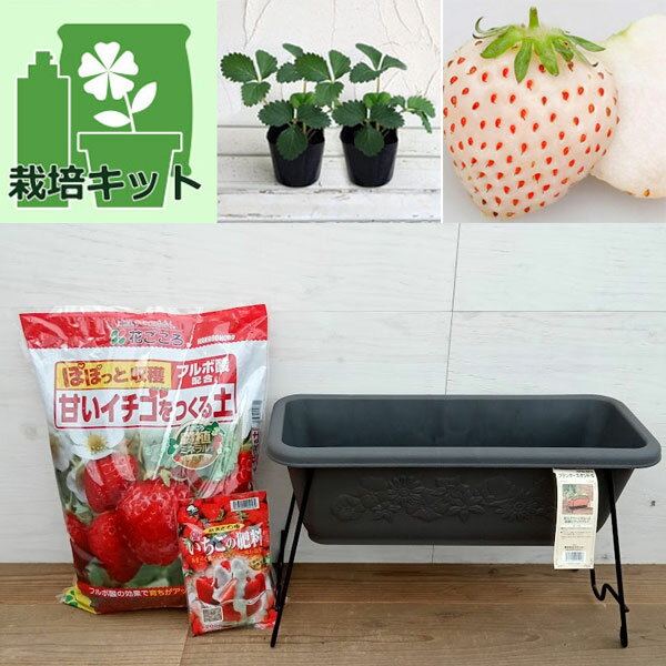 野菜の苗/[26年3月中下旬予約]いちご栽培セット（プランタースタンド）：いちご苗2株（天使のいちご(R)エンジェルエイト（AE）(PVP)）