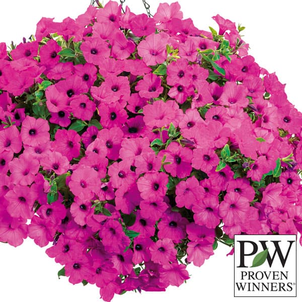 スーパーチュニア ビスタの商品画像