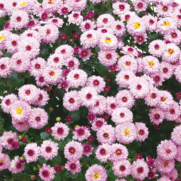 ��֤���/[26ǯ4����ͽ��]�����ʵơˡ������ǥ�ߥꥪ��ޥࡦ������—2.5��ݥå�