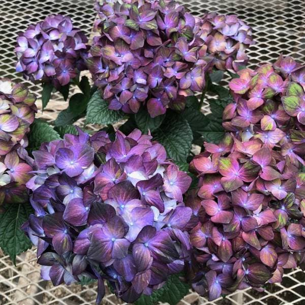 花木 庭木の苗/[26年2月中下旬予約]アジサイ：マジカルチョコレート3-3.5号ポット