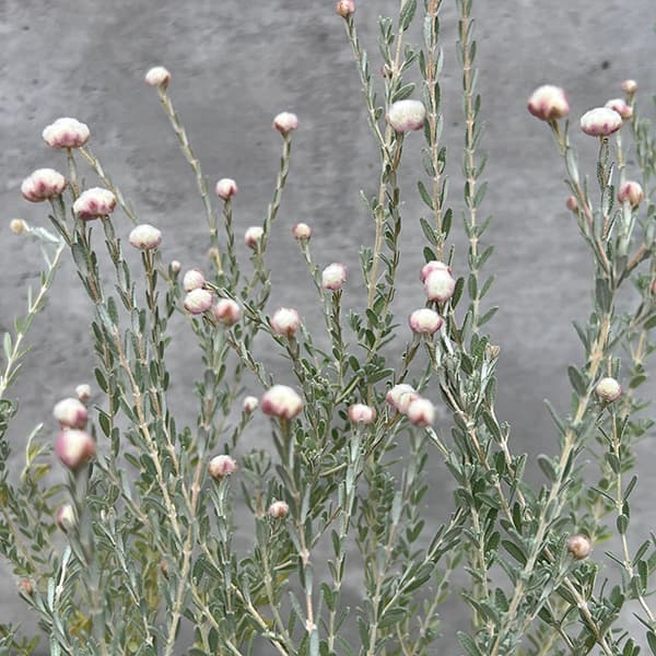 花木 庭木の苗/[26年3月中下旬予約]ディクラスティリス 3号ポット