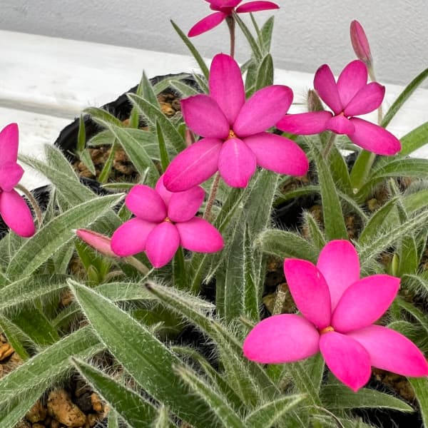 山野草の苗/[26年3月中下旬予約]アッツザクラ（アッツ桜）：さくら餅3号ポット