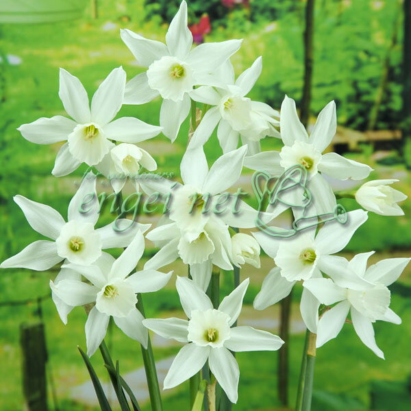 球根/[25年9月中下旬予約]水仙：タリア 2球入りのサムネイル