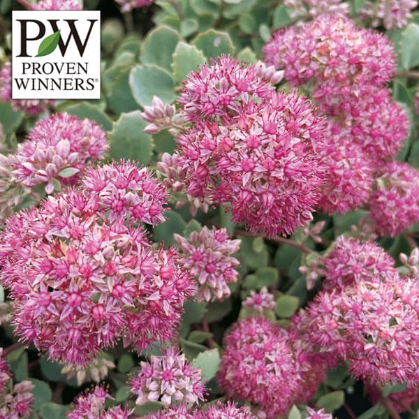 草花の苗/[26年4月下旬予約]セダム：モコランド シルバーチェリー11cmポット