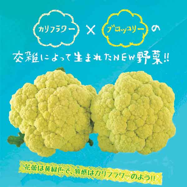 Rakuten - 野菜の苗/[26年8月下旬予約]フラワーブロッコリー苗3号ポット