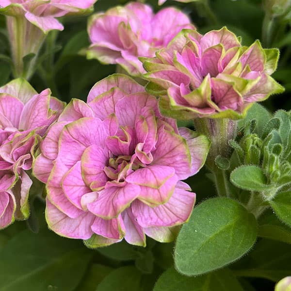 草花の苗/[26年9月中下旬予約]...