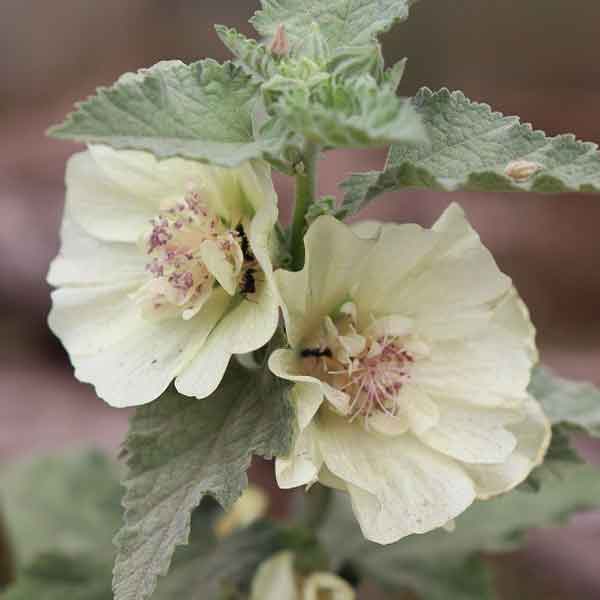 草花の苗/[24年10月中下旬予約]マルバ ：パークアレ3-3.5号ポットのサムネイル