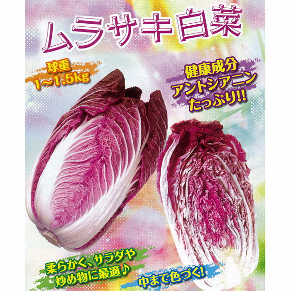 Rakuten - 野菜の苗/[26年8月下旬予約]F1ムラサキ白菜苗3号ポット 12株セット