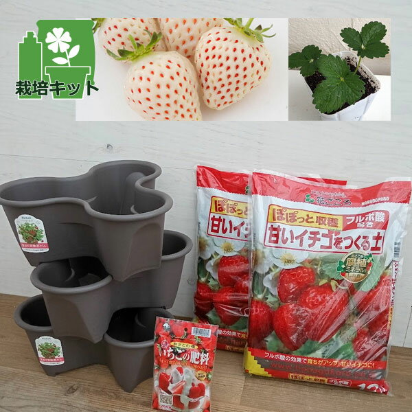 野菜の苗/[26年3月中下旬予約]いちご栽培セット（ハーベリーポット）といちご苗9株（天使のいちご(R)エンジェルエイト（AE））(PVP)