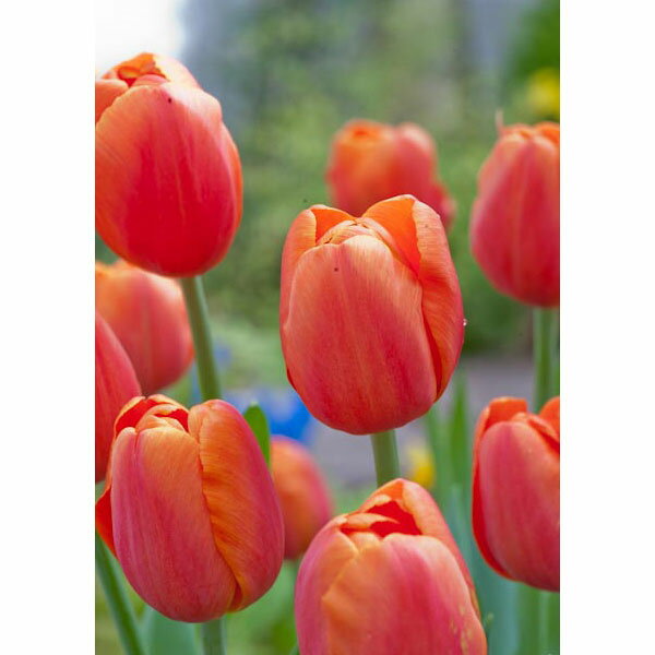 [25年12月上中旬予約]チューリップ：冬咲き・アイスチューリップ　トリプルA 3球植え3.5号ポット