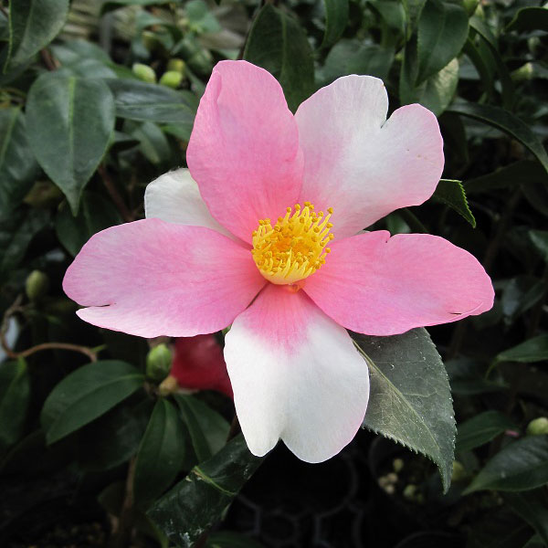 超多花性 ピンクと白の二色咲き人気種花木 庭木の苗/[26年10月中下旬予約]ツバキ（椿）：夢（ゆめ）3.5号ポット「夢」はピンクと白の花弁がほぼ交互に並ぶ一重椀咲き品種。筒しべ、中輪です。寒椿と攸県油茶の種間交配品種で、81年発表。季節により花色は微妙に変化します。独特の趣を持つ椿は、古来庭植えや鉢植えのほか茶花としても愛好されてきました。育てやすい丈夫な花です。記念樹としても最適です。タイプツバキ科ツバキ属の耐寒性常緑小高木耐寒性マイナス8度まで樹高5〜10m開花期12〜3月植え付け適期9〜11月、3〜4月栽培適地東北地方以南日照日向または半日陰（開花するようになると日向のほうが適しています）栽培方法日当たり、水はけの良い場所を好みます。酸性土を好むので、植え付けの際に植え穴にピートモス、腐葉土またはブルーベリー栽培用土などを混ぜ込んでください。2〜3月に寒肥として、油粕や骨粉を根元に施します。剪定は花後すぐに行います。葉芽の先に花がつくので、葉芽を残すように間引き剪定をします。夏に花芽が分化するので、夏以降は枝を切らないようにしてください。ツバキには4月と7月頃にチャドクガが発生しやすいので、殺虫剤で駆除してください。お届けする苗は3.5号（直径10.5cm）ポット入りです。樹高につきましては入荷時期により変動いたします。写真は成長・開花時のイメージです。■10月中旬〜10月下旬頃のお届けの予約販売です。・出荷開始予定：2026年10月中旬〜・注文締切日：2026年10月12日（月）午前7時まで・「10月中下旬予約」カテゴリ以外の商品とはご一緒にご注文いただけません。（商品名の頭に「[26年10月中下旬予約]」が付いている商品となります）・ご注文同士をおまとめすることはできません。送料はそれぞれにかかります。・お届け日のご案内は2026年10月13日（火）以降にメールにてお知らせします。お届け日指定はお受けできませんが、曜日や時間帯のご指定は承ります。（受信できるアドレスにてご注文お願いします。）・品種・作柄によりお届け時期が変更になったり、お届けできなくなる場合がございます。[26年10月中下旬予約]ツバキ（椿）：夢（ゆめ）3.5号ポットの栽培ガイドツバキ（椿）