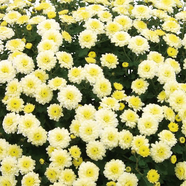 ��֤���/[26ǯ4����ͽ��]�����ʵơˡ������ǥ�ߥꥪ��ޥࡦ�ҥ�2.5��ݥå�