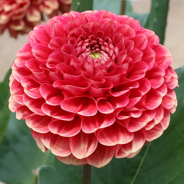 球根/[26年3月中下旬予約]ダリアの球根：（ボール咲き極大型）暁手まり1球