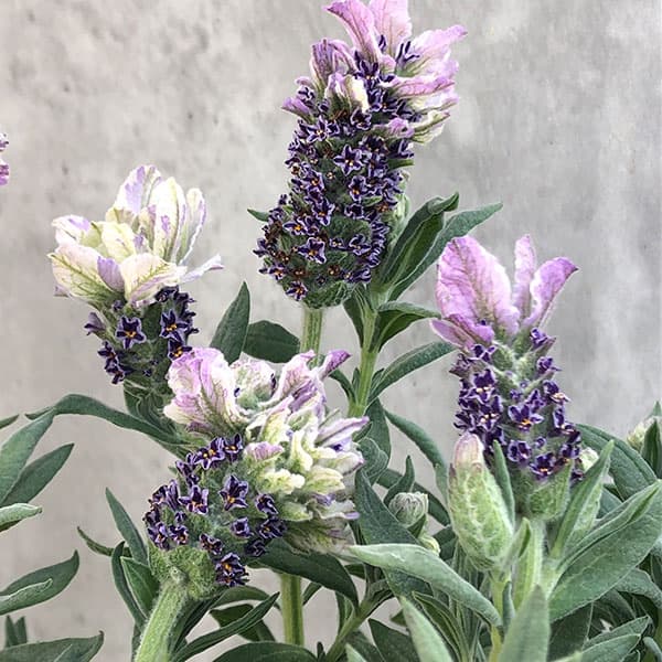 [26年3月中下旬予約]フレンチラベンダー（超巨大輪種）：マグナムスターパープル3.5号ポット