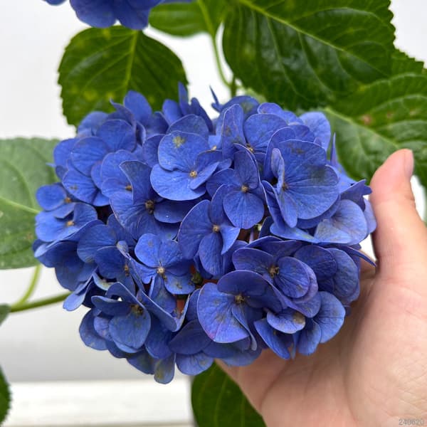 花木庭木の苗/[26年2月中下旬予...