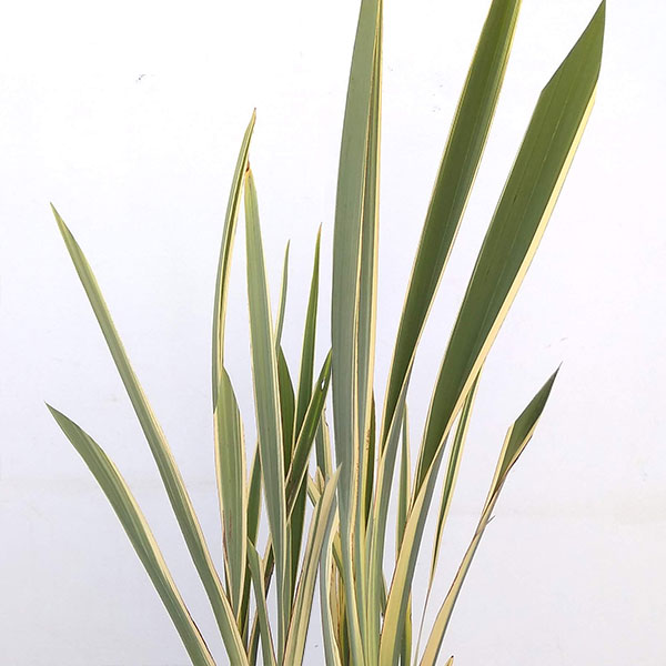 草花の苗/[26年1月中下旬予約]ニューサイラン：バリエガタ(斑入り）7号ポット