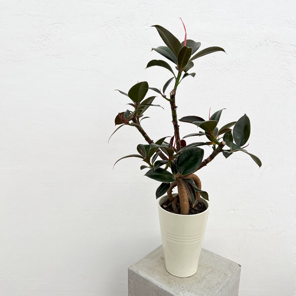 観葉植物/[26年4月下旬予約]フィカス：メラニー 5号根上仕立て