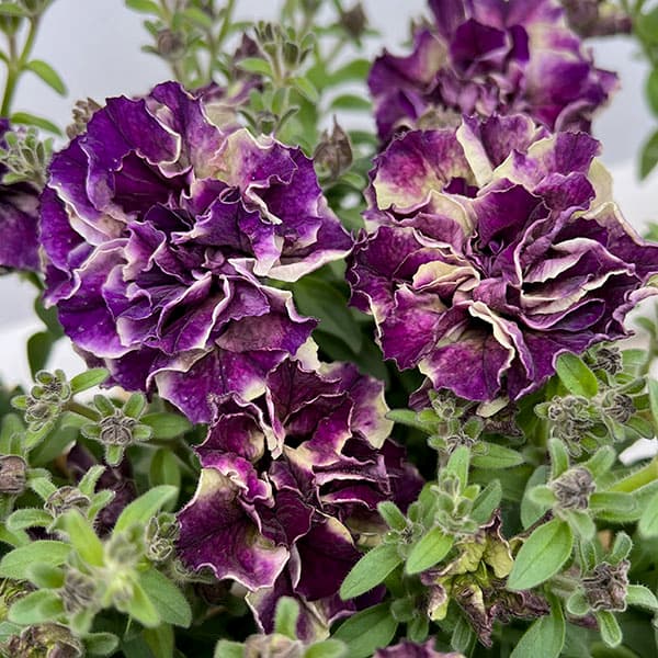 草花の苗/[24年4月下旬予約]ペチュニア：フレルSPカラー　パープルタイガー3.5号ポットのサムネイル