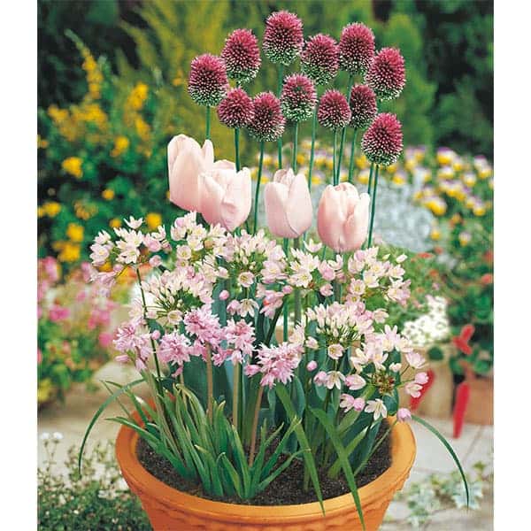 球根/[24年10月中下旬予約]球根セット：そのまま植える　球根寄せ植え栽培セット「ピンク」24球入りのサムネイル