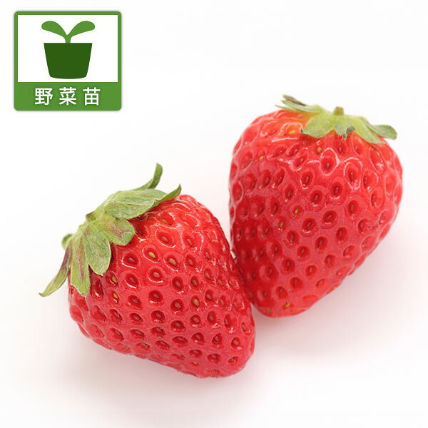 佐賀県で育種された品種 育てやすい品種・ビキナー向きです苗野菜の苗/[26年10月中下旬予約]イチゴ（一季なり）：さがほのか3号ポット苗さがほのかは佐賀県で開発された品種です。果皮はツヤのある紅色で、果肉は白色。甘味が強く多汁で、酸味はおだやかです。果肉がしっかりしているので、日持ちします。佐賀県農業試験研究センター：「大錦」×「とよのか」タイプ：バラ科イチゴ属の耐寒性多年草植え付け適期：10月〜3月結実期：5月日照：日向向き栽培方法：日当たり、水はけのよい場所を好みます。たくさん収穫するには、1株あたりの土の量を十分にとることが大切です。コンテナ栽培の場合は、一般的な65cm幅のプランターなら3株、鉢なら6号（直径18cm）鉢以上に1株を目安にします。畑なら株の間は30cm以上あけましょう。　元肥は鶏糞や堆肥を施します。元肥をやや多く施して収穫初期までに株を大きく育てます。植え付けは中心の芽が土に埋まらない高さに植えます。浅植え、深植えは禁物です。新しい葉4〜5枚を残して株元の枯れ葉などはすべて摘み取ります。冬は防寒の必要はありませんが、北風が当たったり表土が凍るような寒い場所では防寒します。低温期は水管理に特に注意して、やや控えめに水遣りします。1〜2月に根元から小さな芽が出てきたら追肥をします。緩効性固形肥料を根元にまたひとつかみ分まいてください。また、根元に敷き藁や黒いポリエチレンのシートを敷き、地温を上げるとともに、果実に泥はねなどの汚れがつくのを防ぎます。2月までは月に1回、化成肥料などを追肥してください。収穫期間が長いので、収穫中も肥料切れのないように注意してください。草勢が弱ると乱形果が生じるので、追肥は液肥でやや多めに施します。写真は開花・結実時のイメージですが、お届けの際は苗の状態です。■10月中旬〜10月下旬頃のお届けの予約販売です。・出荷開始予定：2026年10月中旬〜・注文締切日：2026年10月12日（月）午前7時まで・「10月中下旬予約」カテゴリ以外の商品とはご一緒にご注文いただけません。（商品名の頭に「[26年10月中下旬予約]」が付いている商品となります）・ご注文同士をおまとめすることはできません。送料はそれぞれにかかります。・お届け日のご案内は2026年10月13日（火）以降にメールにてお知らせします。お届け日指定はお受けできませんが、曜日や時間帯のご指定は承ります。（受信できるアドレスにてご注文お願いします。）・品種・作柄によりお届け時期が変更になったり、お届けできなくなる場合がございます。[26年10月中下旬予約]イチゴ（一季なり）：さがほのか3号ポット苗の栽培ガイド野菜：イチゴ（苺）の栽培方法