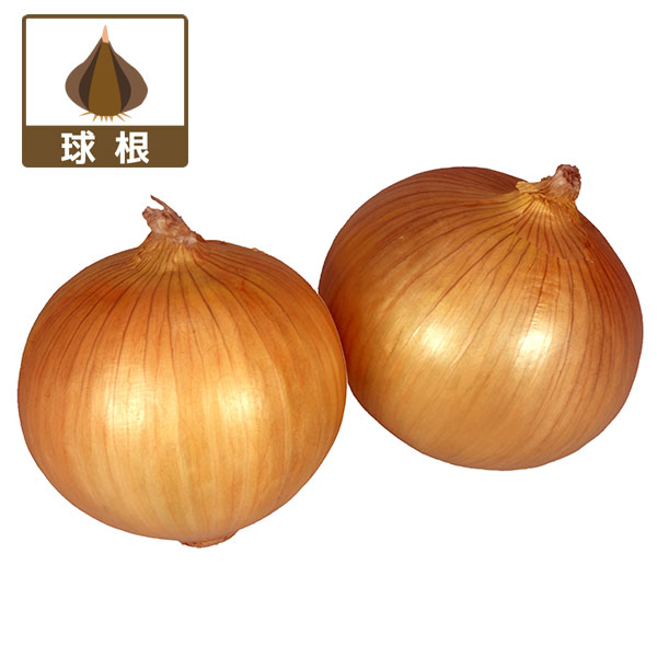 楽天市場】白 玉ねぎ 苗の通販