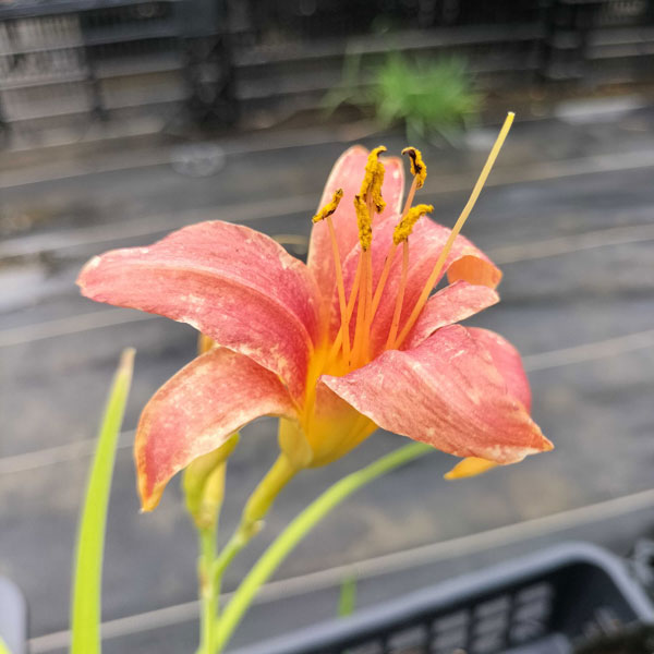 6月〜7月開花 濃いコーラルピンクの大輪品種 宿根草草花の苗/[26年10月中下旬予約]ヘメロカリス：ピンクダマスク4号ポットヘメロカリスはユリ科の多年草。英名のデイリリーの名のとおり、夏の間毎日次々に花が咲き続けます。日本のキスゲがヨーロッパでさまざまな花色・姿に改良され、より魅力的に生まれ変わったものです。耐寒性が非常に強く、強健なので、植え場所を選びません。花は一日花なので、切花としても流通しません。植えた方にだけお楽しみいただけるカラフルな花色です。ピンクダマスクは濃いコーラルピンクの大輪（3倍体品種）です。花色は栽培環境等により画像と若干異なる場合があります。タイプユリ科の耐寒性宿根草草丈 50〜100cm開花期 6〜7月植付け時期 3〜4月用途鉢植え、花壇日照日なた栽培方法：半日陰でも育ちますが、日当たりのよい所のほうが花付きが良くなります。深さ4〜5cm、間隔40cmくらいに植え付けます。鉢植えの場合は6号鉢に1株が目安です。肥料は多めに与える様にします。開花期は乾燥させないように注意してください。数年間は植え放しでよいですが、株が混んで来たら秋か春先に株分けをして、植え替えてください。4号（直径12cm）ポット植えです。写真は成長・開花時のイメージですが、お届けの際はまだ苗です。冬季地上部が枯れた状態となることがございます。■10月中旬〜10月下旬頃のお届けの予約販売です。・出荷開始予定：2026年10月中旬〜・注文締切日：2026年10月12日（月）午前7時まで・「10月中下旬予約」カテゴリ以外の商品とはご一緒にご注文いただけません。（商品名の頭に「[26年10月中下旬予約]」が付いている商品となります）・ご注文同士をおまとめすることはできません。送料はそれぞれにかかります。・お届け日のご案内は2026年10月13日（火）以降にメールにてお知らせします。お届け日指定はお受けできませんが、曜日や時間帯のご指定は承ります。（受信できるアドレスにてご注文お願いします。）・品種・作柄によりお届け時期が変更になったり、お届けできなくなる場合がございます。