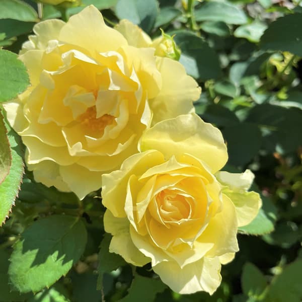 バラの苗/[24年9月中下旬予約]四季咲中輪バラ：夏灯（なつともし）6号鉢植え