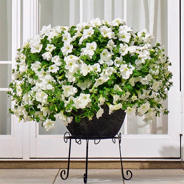 草花の苗/[26年3月中下旬予約]ペチュニア：サフィニア プレミアムシリーズ ホワイト3.5号ポット (R)...