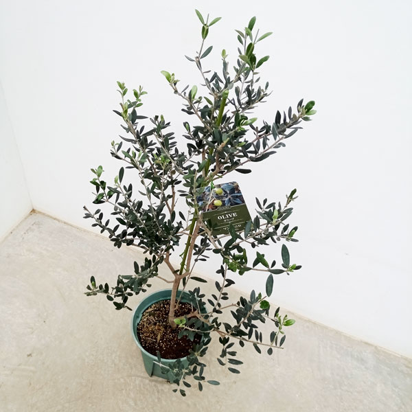 楽天市場】オリーブ マンザニロ（種類（植物）オリーブ）の通販