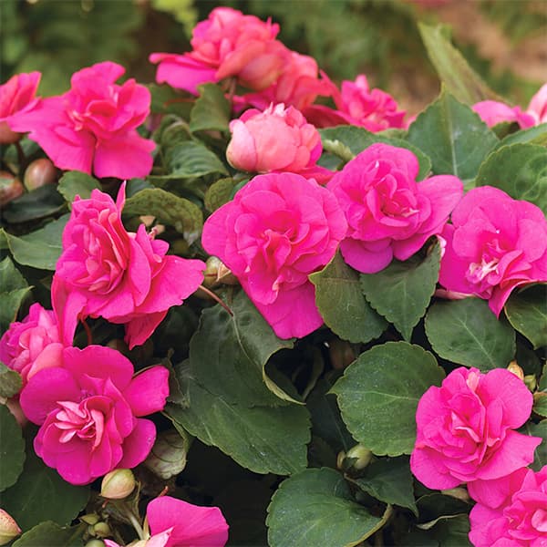 草花の苗/[26年4月下旬予約]インパチェンス：シルエット ローズ3.5号ポット