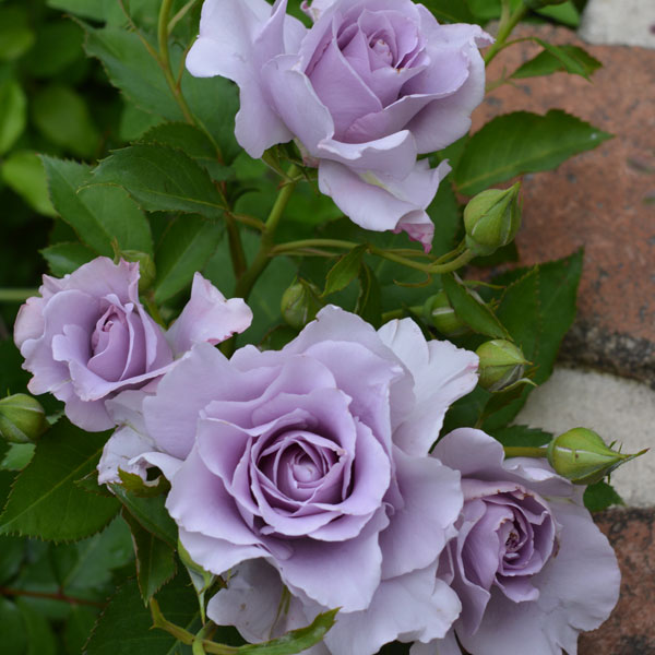 バラの苗/ 26年5月中下旬予約 ハイブリッドティー：爽（ソウ）新苗4号鉢植え