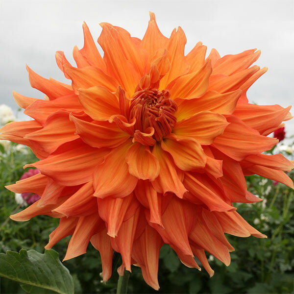 球根/[26年3月中下旬予約]ダリアの球根：（巨大輪）飛行船1球