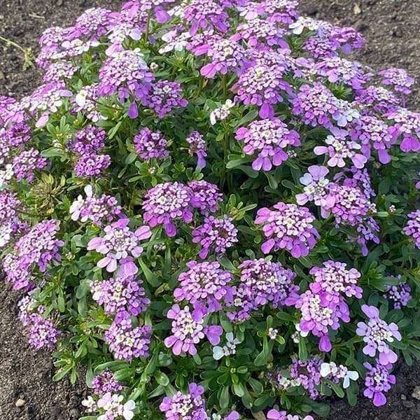 草花の苗/[25年10月中下旬予約]イベリス：マジカルサマーバイブス3号ポットのサムネイル