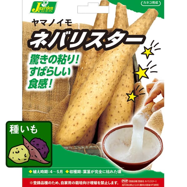 野菜の苗/[26年3月中下旬予約]長芋（ながいも）の種芋：ネバリスター 2球入り