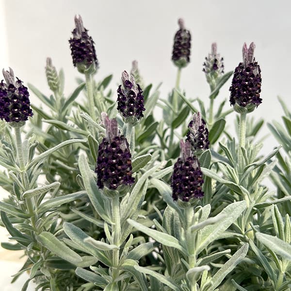 草花の苗/[26年3月中下旬予約]ラベンダー：ショコラティエ3.5号ポット