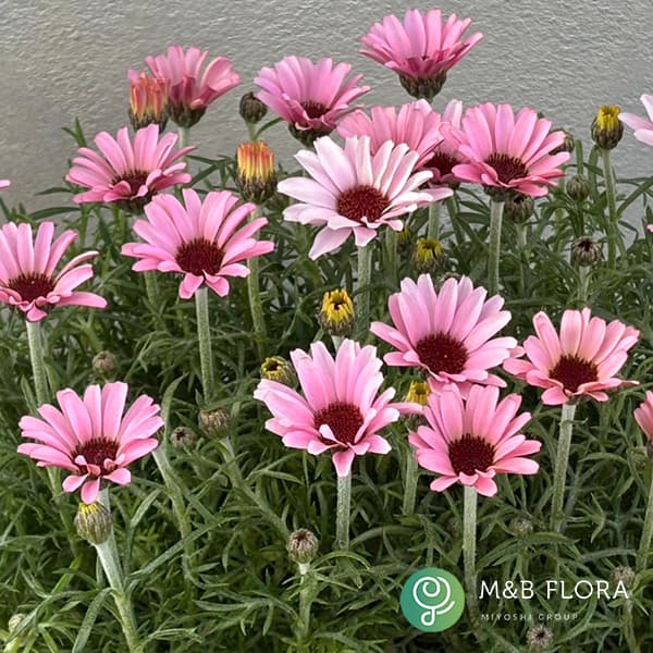 ローダンセマム　苗♡かわいいお庭♡ガーデン　ガーデニング ローダンセマム 苗♡かわいいお庭♡ガーデン ガーデニング