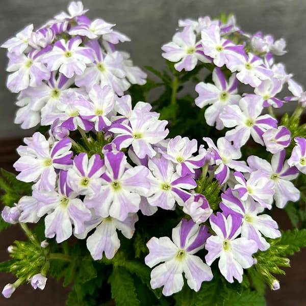 草花の苗/[26年4月下旬予約]バーベナ：チェロエスティーボ（快晴の青空）3.5号ポット