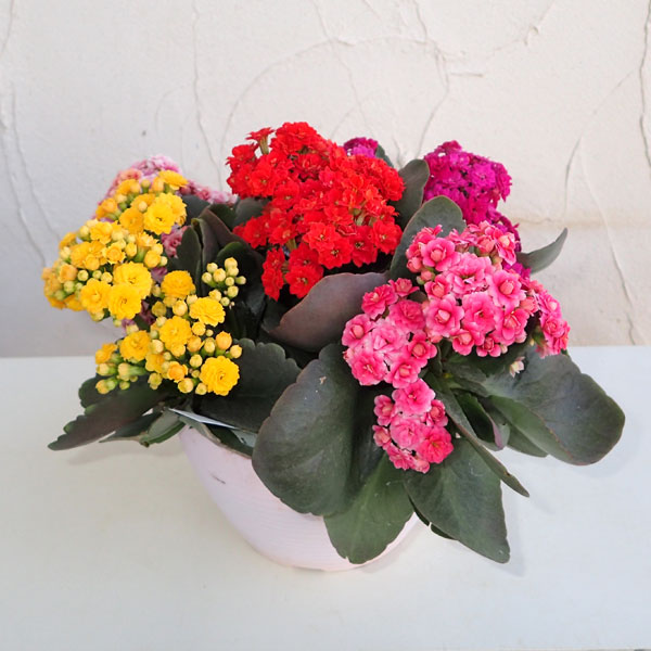 楽天市場】カランコエ 苗（花・観葉植物｜花・ガーデン・DIY）の通販