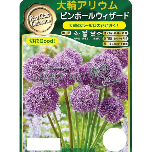 大輪アリウム 秋植え球根球根/[26年9月中下旬予約]アリウム：ピンボールウィザード 1球入りボール状の花は小さな小花が無数に開花して形成されています。シルバーピンクの大輪品種ですが、草丈は比較的コンパクトです。タイプ：ネギ科（ユリ科）アリウム属の耐寒性球根植物植付け適期：10-12月開花時期：5-6月草丈：60-80cm用途：庭植え、鉢植え日照：日なた栽培方法：乾燥気味の砂質土壌で日当たりを好みます。酸性土壌を嫌うので、古土を使用する場合には、植え込み前に石灰を混ぜて中生にして下さい。排水が良ければ粘土質の土地でも育ちます。植え込みの深さは球根の培の高さを目安にします。土を深めに耕し元肥を施してから植え込みます。育成期に極端な水切れを起こさないように注意して下さい。花が枯れてきたら根元近くから切り取って下さい。長期間花をつけていると翌年の花が付き難くなることがあります。開花時期になると葉が傷み始めますが、問題ございません。完全に葉が枯れ込んだら球根を掘り上げ、乾燥貯蔵して下さい。※球根の表皮が剥けていたり、細かな傷がある場合がございます。生育には支障ありませんので予めご承知おきください。■9月中旬〜9月下旬頃のお届けの予約販売です。・出荷開始予定：2026年9月中旬〜・注文締切日：2026年9月14日（月）午前7時まで・「9月中下旬予約」カテゴリ以外の商品とはご一緒にご注文いただけません。（商品名の頭に「[26年9月中下旬予約]」が付いている商品となります）・ご注文同士をおまとめすることはできません。送料はそれぞれにかかります。・お届け日のご案内は2026年9月15日（火）以降にメールにてお知らせします。お届け日指定はお受けできませんが、曜日や時間帯のご指定は承ります。（受信できるアドレスにてご注文お願いします。）・品種・作柄によりお届け時期が変更になったり、お届けできなくなる場合がございます。[26年9月中下旬予約]アリウム：ピンボールウィザード 1球入りの栽培ガイド秋植え球根のダブルデッカー植え球根の植付け秋植え球根【秋植え球根】植えつけ深さの目安