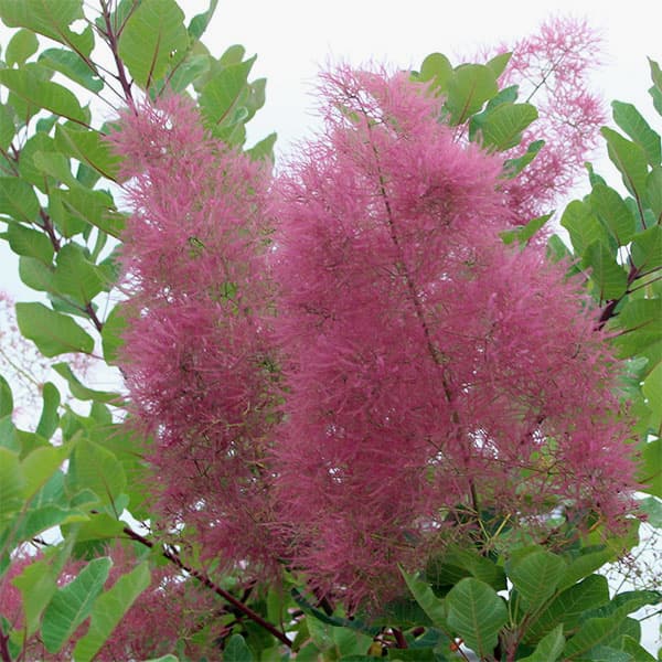 ピンク〜ローズカラーで花の密度が濃く花房も大きい！花木の苗木花木 庭木の苗/[26年9月中下旬予約]スモークツリー：マロンシュシュ3号ポットふわっとした花を咲かせる煙の木、スモークツリーのピンク〜ローズカラー品種です。花穂は煙の密度が高く、咲き始めは淡いピンク色ですが、咲き進んでくると濃くなります。ピンク系の品種ではベストピンクやピンクボールよりも花の密度が濃く花房も大きくなります。樹勢は中程度で庭木・鉢植えともに適し、切り花にも利用できます。タイプウルシ科コティヌス属の耐寒性落葉花木栽培適地北海道南部以南樹高2〜3m植え付け最適期11月〜3月（落葉期が最適ですが、ポット植えの苗の場合は真夏を除きほぼ年間を通して植え付けできます）開花期5〜6月日照日向むき栽培方法：日当たりと水はけのよい場所を好みます。根が浅く倒れやすいので、庭植えの場合は強い風のあたる場所を避けて植えてください。耐寒性・耐暑性は強いのですが、過湿には弱いので、鉢植えの場合は鉢土の表面が乾いてからたっぷり水やりするようにし、水切れに気をつけて管理してください。花後と早春に緩効性肥料を施してください。3号（直径9cm）ポット植え、樹高約5〜15cm前後の苗です。樹高や樹形は入荷時期により変動する場合があります。夏以降のお届けは、葉が見苦しい状態の場合があります。また、冬季は落葉状態でのお届けとなります。写真は成長時のイメージです。※開花後に花房全体が羽毛状になることを確認している親木から挿木繁殖している苗となります。■9月中旬〜9月下旬頃のお届けの予約販売です。・出荷開始予定：2026年9月中旬〜・注文締切日：2026年9月14日（月）午前7時まで・「9月中下旬予約」カテゴリ以外の商品とはご一緒にご注文いただけません。（商品名の頭に「[26年9月中下旬予約]」が付いている商品となります）・ご注文同士をおまとめすることはできません。送料はそれぞれにかかります。・お届け日のご案内は2026年9月15日（火）以降にメールにてお知らせします。お届け日指定はお受けできませんが、曜日や時間帯のご指定は承ります。（受信できるアドレスにてご注文お願いします。）・品種・作柄によりお届け時期が変更になったり、お届けできなくなる場合がございます。[26年9月中下旬予約]スモークツリー：マロンシュシュ3号ポットの栽培ガイドスモークツリー（けむりの木）