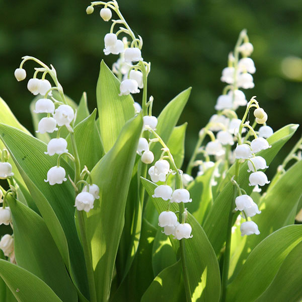 楽天市場】すずらん 鉢植えの通販