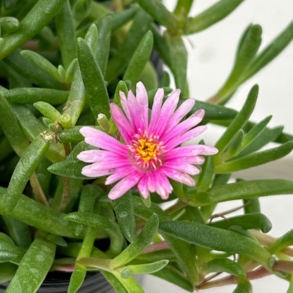 草花の苗/[26年3月中下旬予約]マツバギク：おひさま花火 リド ピンク3号ポット